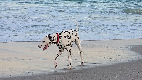 Luna At The Beach