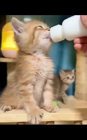 #reels cat Chat 🐈🐈