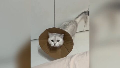 Cats Playing (Funny Video)