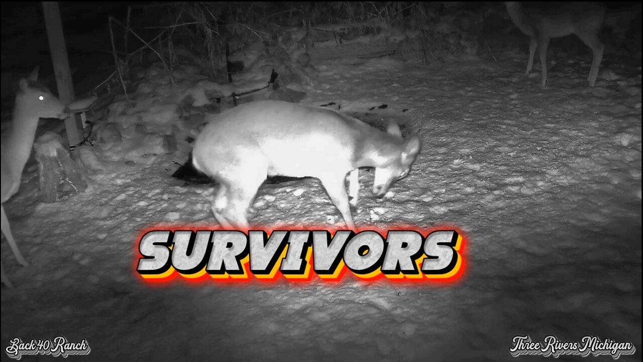 Survivors of the worse 5 months i have ever seen in the deer herd