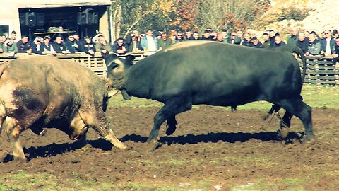 Golub od Patkovića vs Gavran od Penave Batin 2025