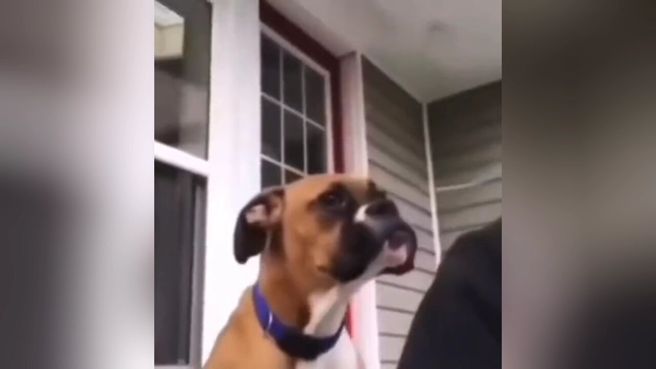 Random funny videos I found on the internet