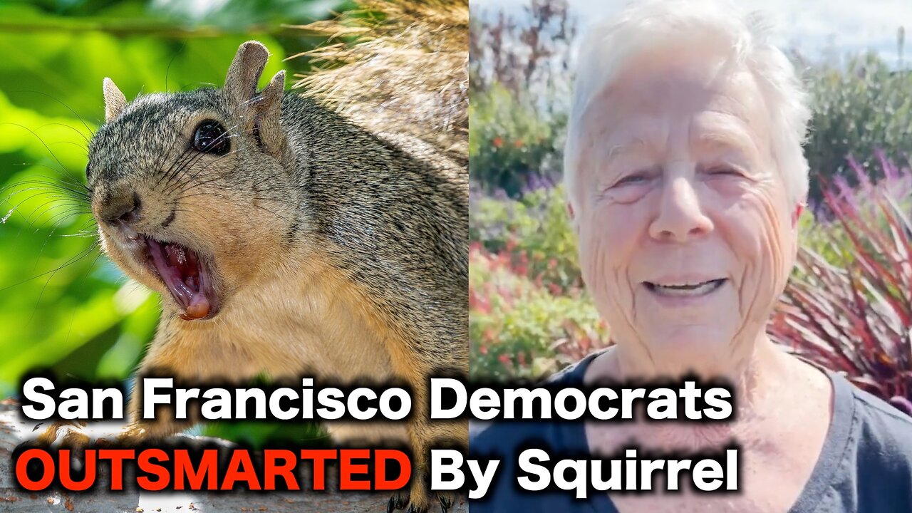Angry Squirrel TERRORIZES San Francisco