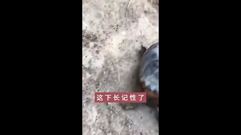 poor dog