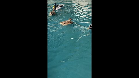 Mallard Ducks 🦆 #swimming #ducks #duck #mallardducks #shorts #viral #followme #trending