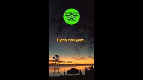 Highly Intelligent...