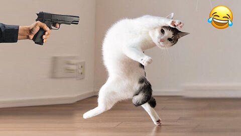 Please… Don’t Shoot 😂| Funny Cats Videos | MCQMRBEAST