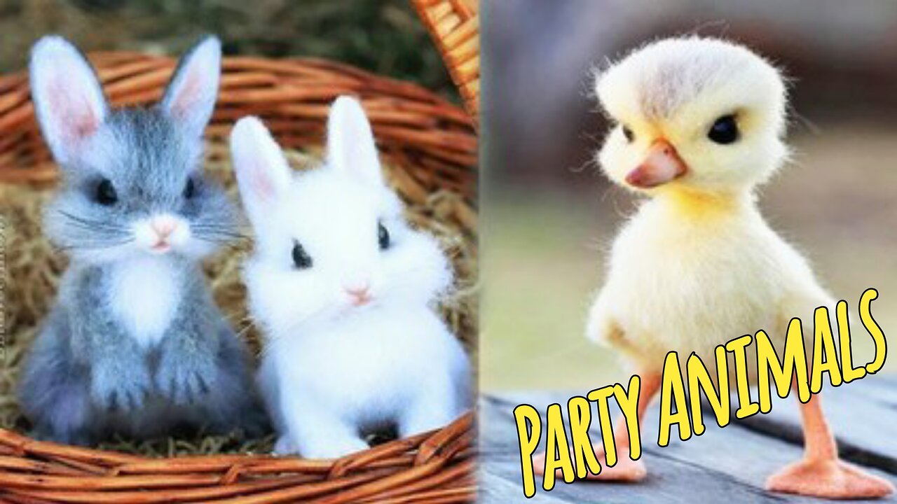 Cute Funny Baby Animals very good expression funny video, Party Animals