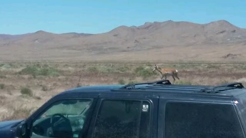 Trespassing Antelope