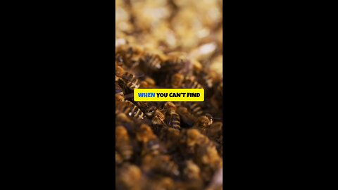 Bees Don’t Shout — They Vibrate 🐝✨ | Hive Within Qassim