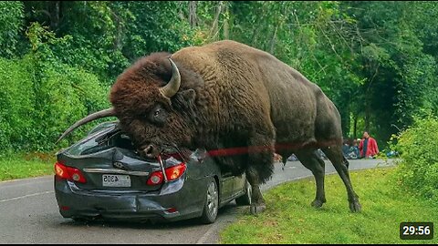 50 Incredible Animal Moments Caught on Camera | Wild & Funny Animal Compilation