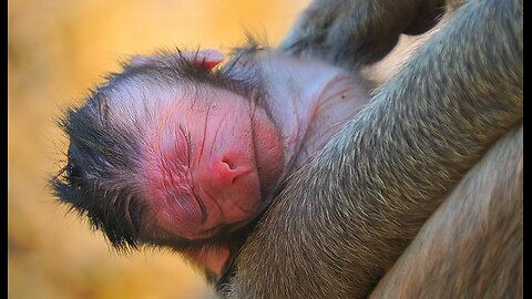 Newborn Baby monkey Jorani: Why Mom Put Away so long From Milk?