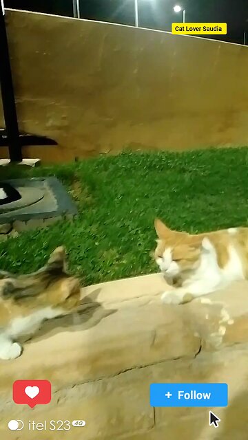 New Cat lover Saudia awsome video