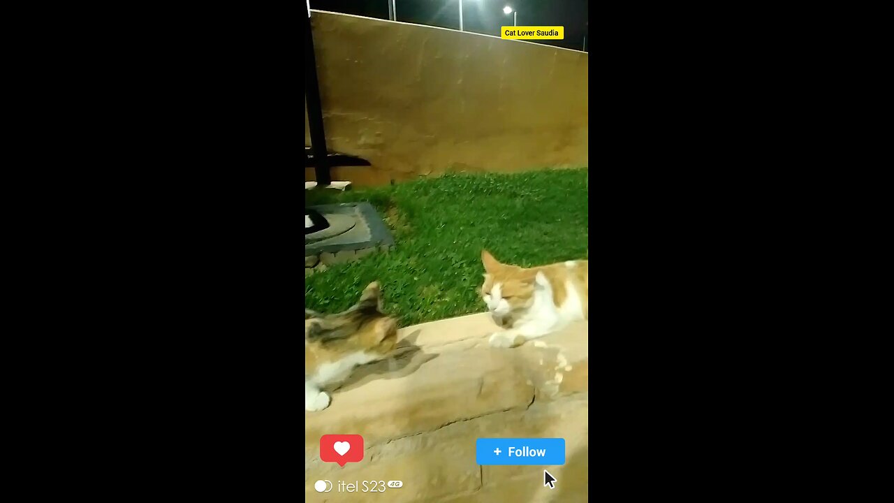 New Cat lover Saudia awsome video