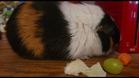 ASMR Guinea pig eating.