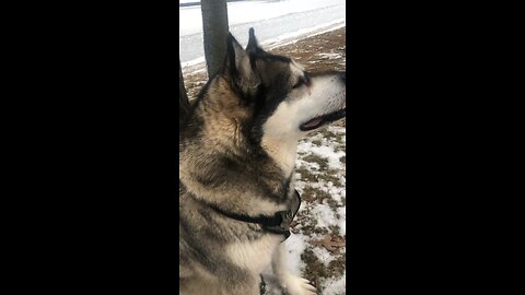 Monday December 22, Elizabeth gave a glad cry