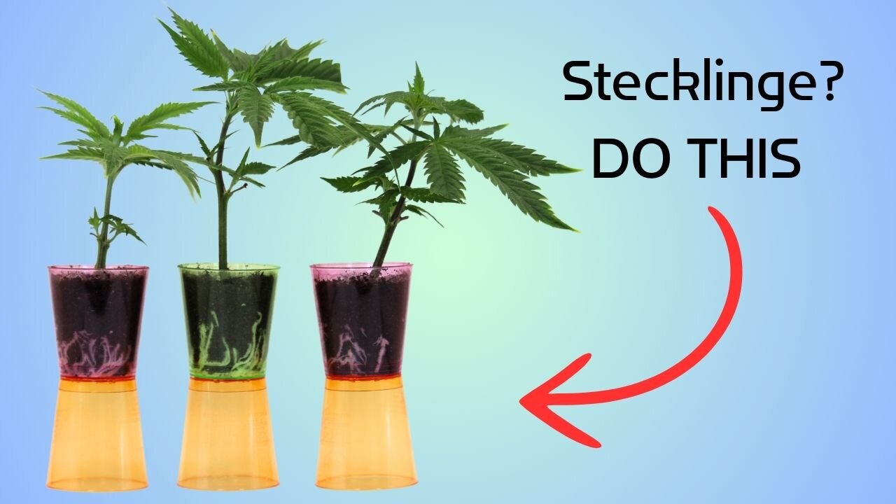 Unglaublich einfach! So ziehst du Hanf Stecklinge günstig & ohne teures Zubehör!