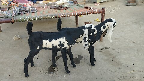 amazing baby Goats 🐐😍🐐