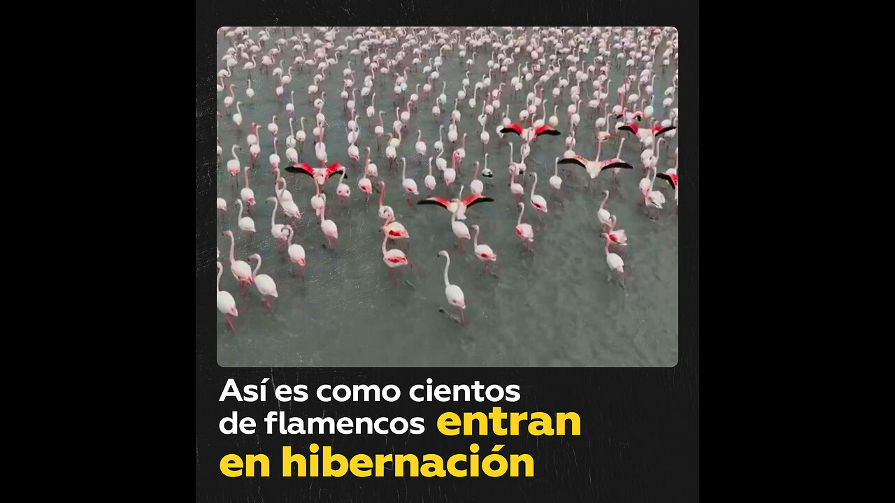 Cientos de flamencos llegan a la costa del mar Caspio para pasar el invierno