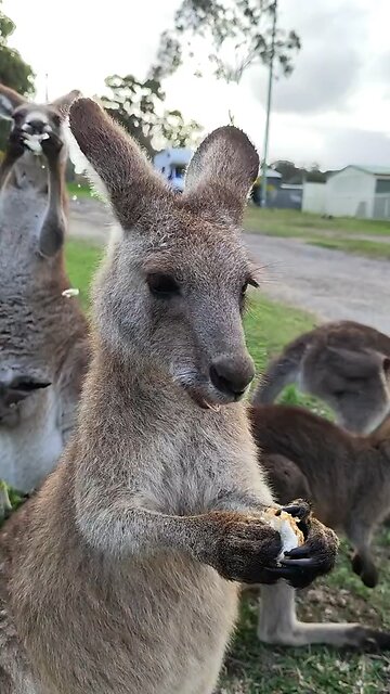 Kangaroo eating