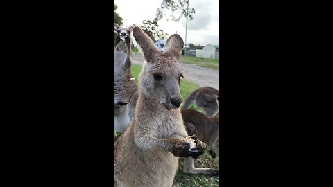 Kangaroo eating