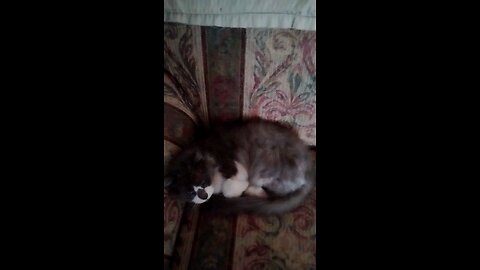 Princess let me clean the Chair