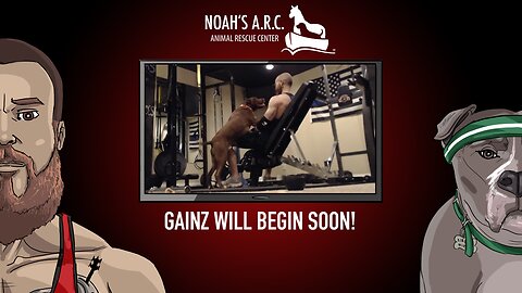 Gym Session w/Finley Pup [Week 44] - Chest Day // Animal Rescue Stream :)