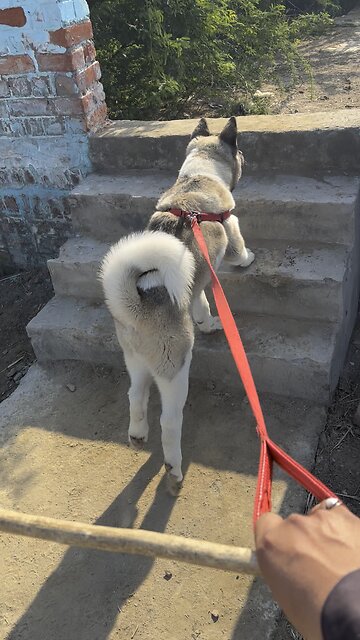 American Akita Puppy