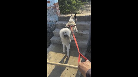 American Akita Puppy