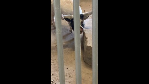 Pig 🐖 🐷 #shorts #followme #pig #cute #trending #viral