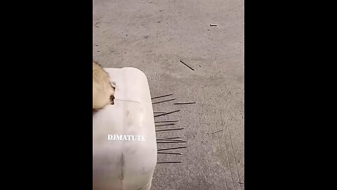 Dogs Owner Doesnt Want his Dog to Get Pregnant😆