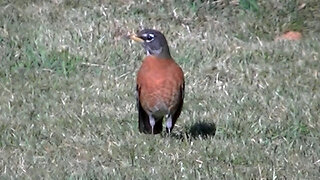 IECV NV #758 - 👀Two American Robins 🐤3-5-2019
