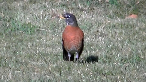 IECV NV #758 - 👀Two American Robins 🐤3-5-2019