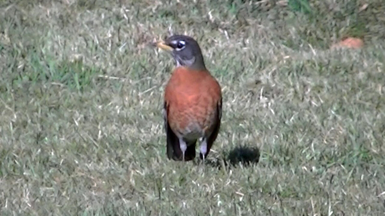 IECV NV #758 - 👀Two American Robins 🐤3-5-2019