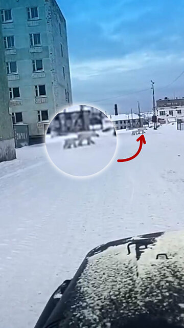 Un día 'habitual' en Rusia con osos polares paseando por las calles