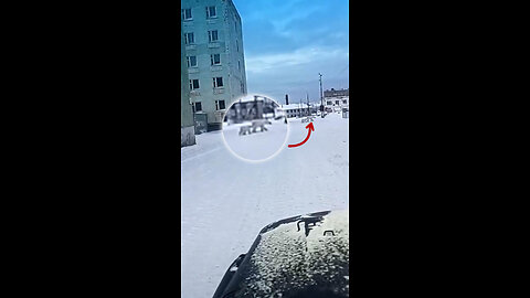 Un día 'habitual' en Rusia con osos polares paseando por las calles