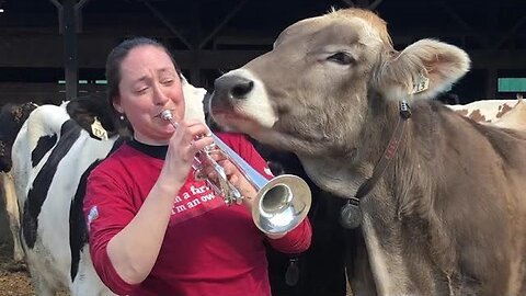 Melody in the Meadows: A Dairy Farmer Serenades Her Cows with a Trumpet