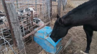 Trent Loos in the Morning - 12/30/2025