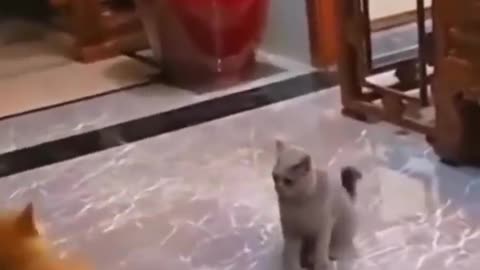 Funny DOGS and CATS Videos😻😂Funniest Animals Videos 2025_try not to laugh