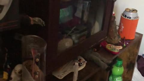 😨👹 I Have Haunted Teletubbies Doll… | TheHauntingHour