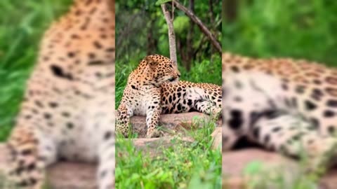 Leopard Yawning