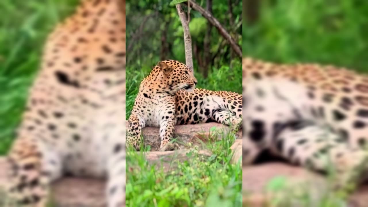 Leopard Yawning