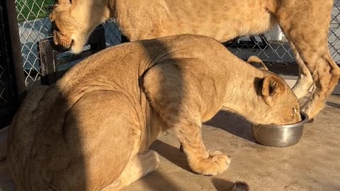 Feeding a Lion By Hand