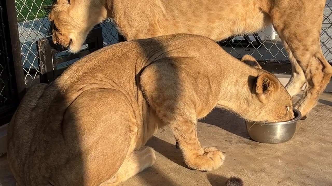 Feeding a Lion By Hand