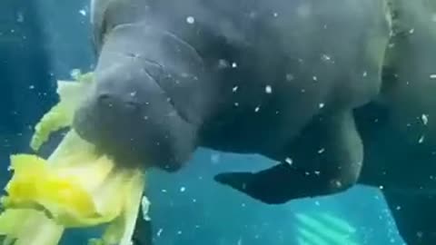 Funny animals