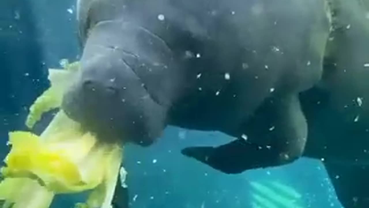 Funny animals