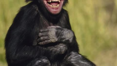 Μαιμού γελάει