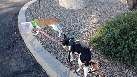 ChaCha Junior afternoon doggie walk midway rest area Jr got neutered 12-4-2025 Thursday20251209655