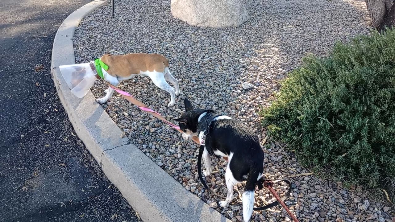 ChaCha Junior afternoon doggie walk midway rest area Jr got neutered 12-4-2025 Thursday20251209655