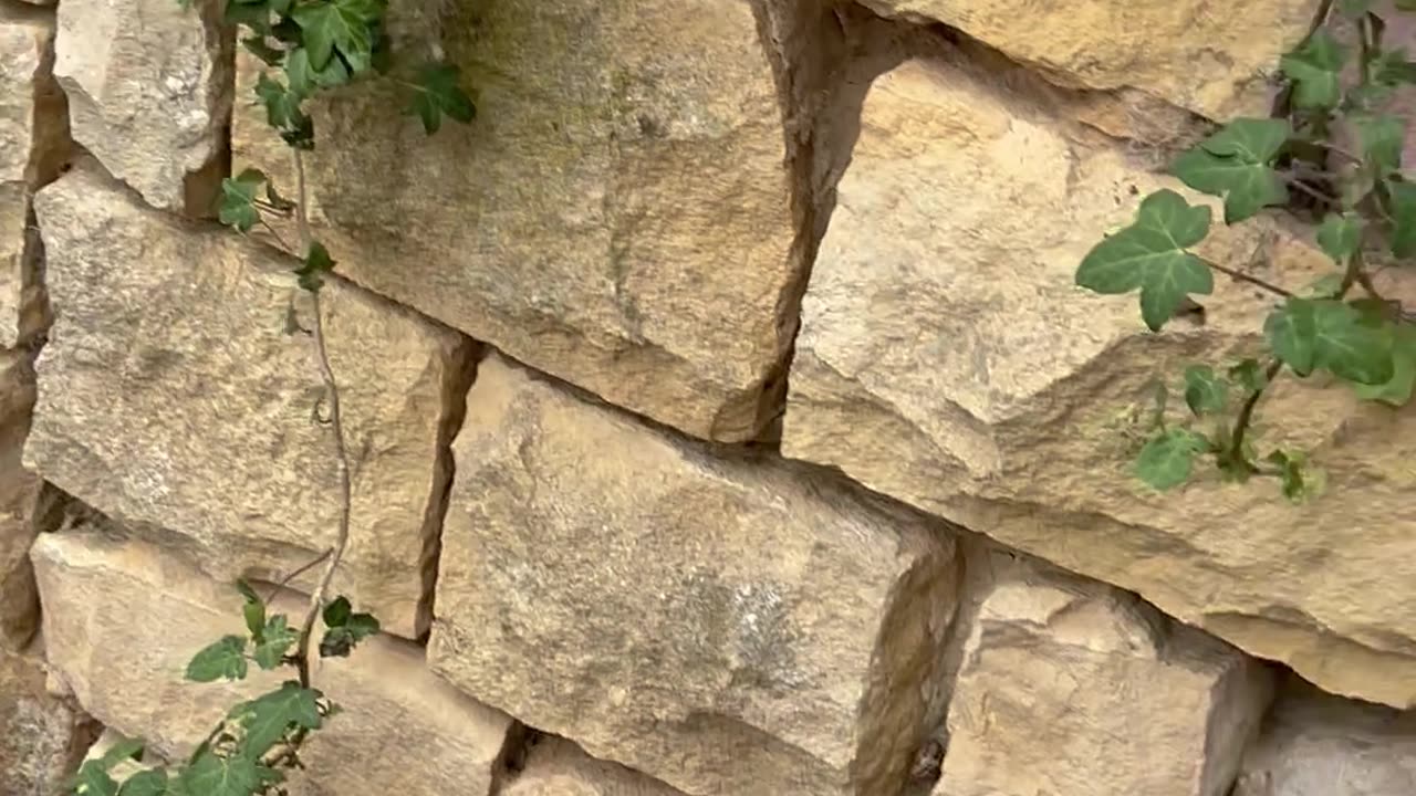 Kitten Balances On Both Door Handles